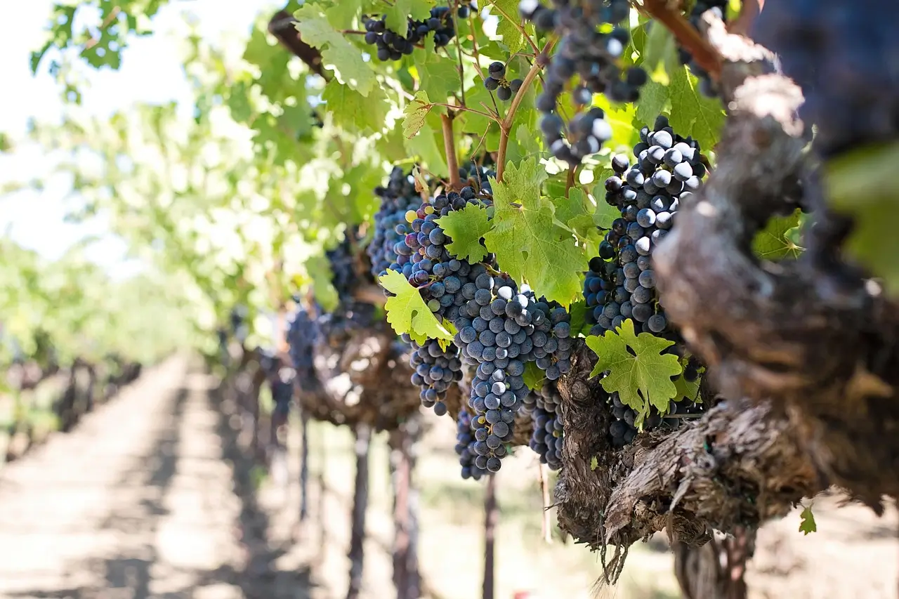 ARGENTINA | Gastronomia e Vinho: Roteiro de Luxo em Mendoza